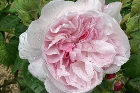 Cliquez pour zoomer ! Photo de Miminefer Thermomix par Miminefer