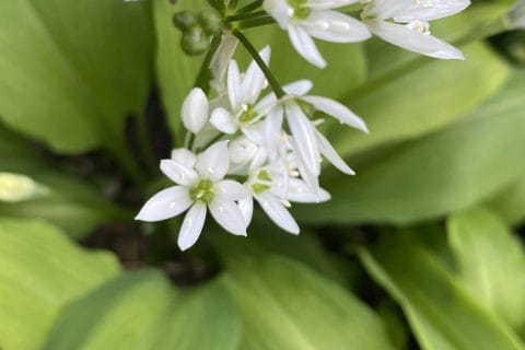 Cliquez pour zoomer ! Photo de Miminefer