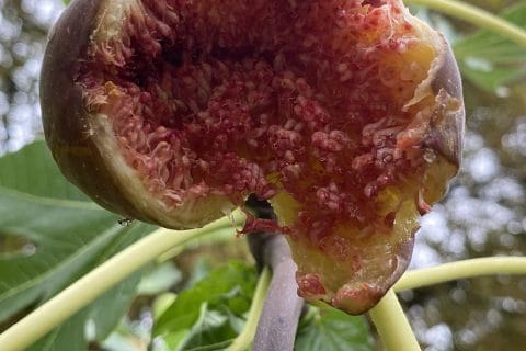 Cliquez pour zoomer ! Photo de Miminefer Thermomix par Miminefer