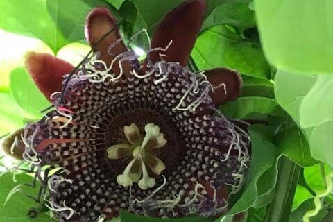 Cliquez pour zoomer ! Photo de Miminefer