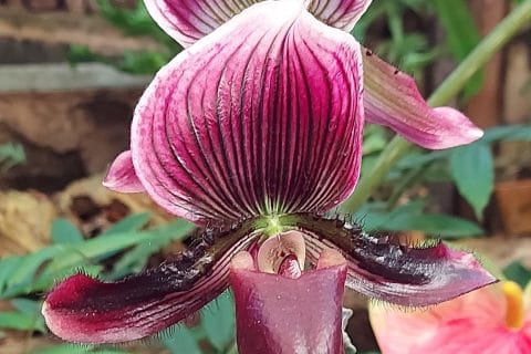 Cliquez pour zoomer ! Photo de Miminefer