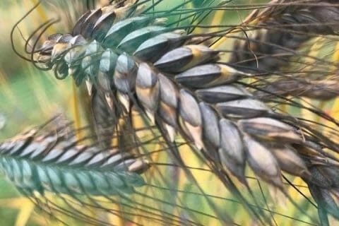 Cliquez pour zoomer ! Photo de Miminefer