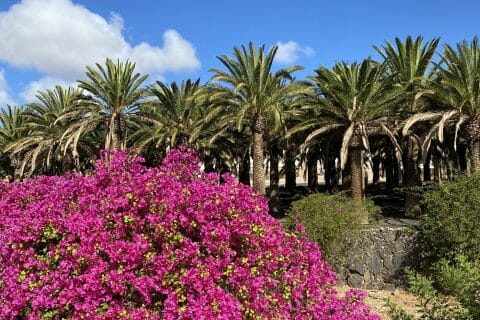 Cliquez pour zoomer ! Photo de Miminefer