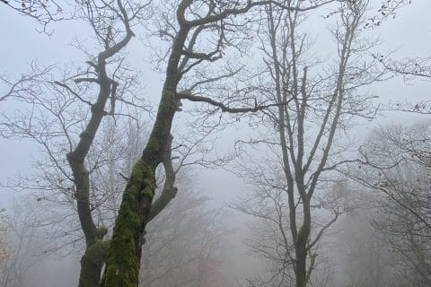 Cliquez pour zoomer ! Photo de Miminefer Thermomix par Miminefer