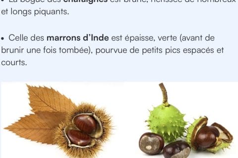 Cliquez pour zoomer ! Photo de Miminefer