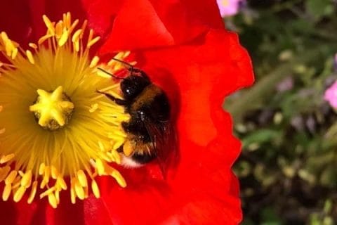 Cliquez pour zoomer ! Photo de Miminefer