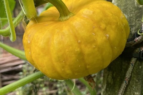 Cliquez pour zoomer ! Photo de Miminefer Thermomix par Miminefer