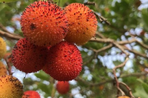 Cliquez pour zoomer ! Photo de miminefer