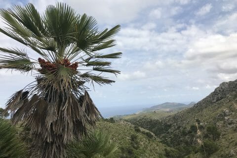 Cliquez pour zoomer ! Photo de miminefer