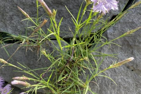 Cliquez pour zoomer ! Photo de Miminefer