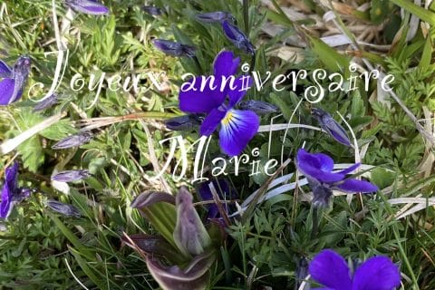 Cliquez pour zoomer ! Photo de Miminefer