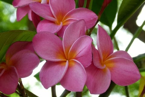 Cliquez pour zoomer ! Photo de Miminefer Thermomix par Miminefer