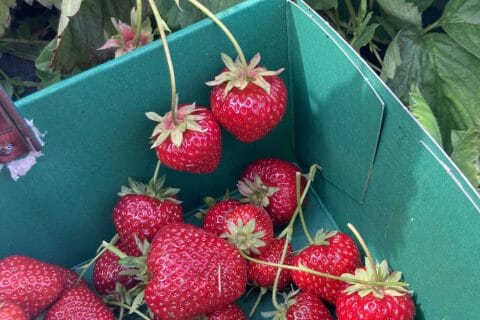 Cliquez pour zoomer ! Confiture mangue fraises Thermomix par thedis