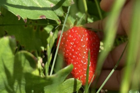Cliquez pour zoomer ! Confiture mangue fraises Thermomix par thedis