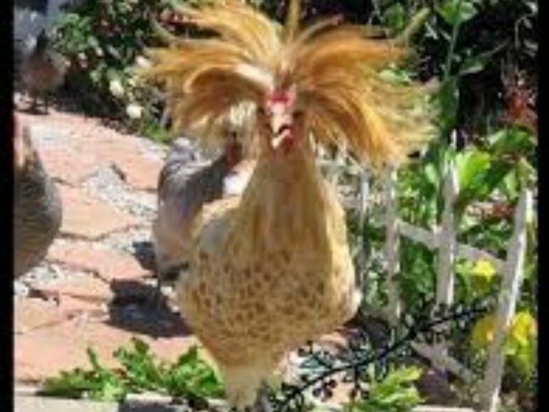 Cliquez pour zoomer ! Photo de Corinne B80 Thermomix par Corinne B80