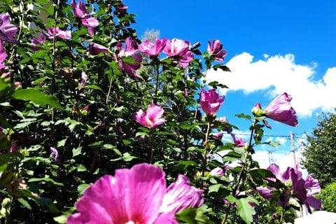 Cliquez pour zoomer ! Photo de sandlemaitre