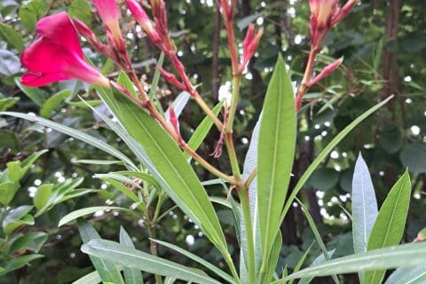 Cliquez pour zoomer ! Photo de sandlemaitre