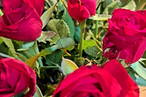 Cliquez pour zoomer ! Photo de sandlemaitre