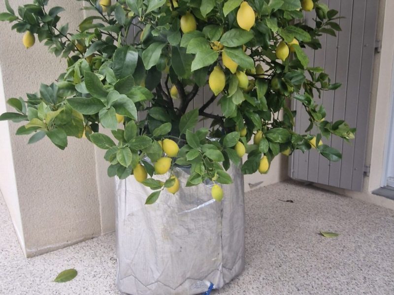 Cliquez pour zoomer ! Confiture de citron Thermomix par Chanch 26