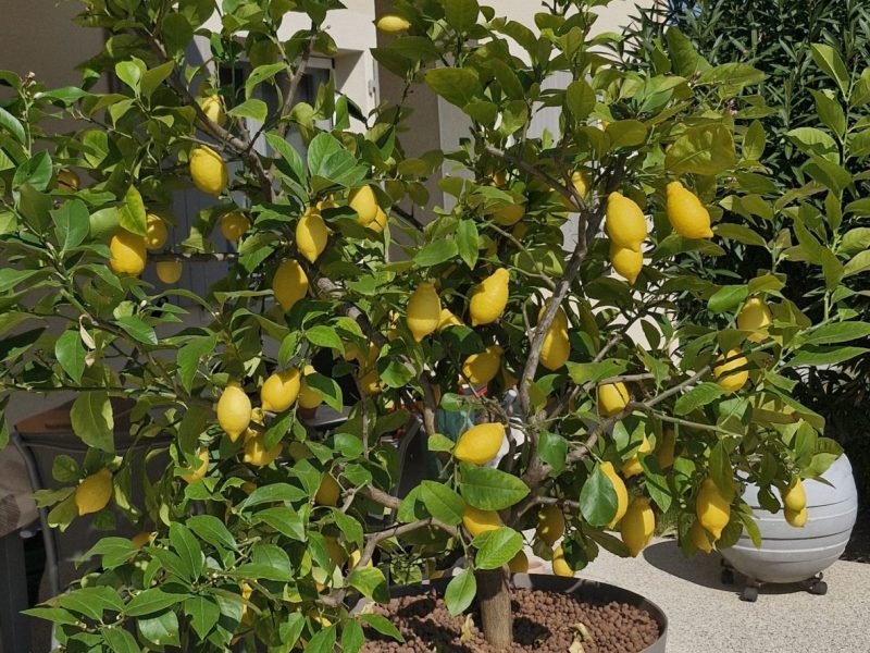 Cliquez pour zoomer ! Confiture de citron Thermomix par Chanch 26