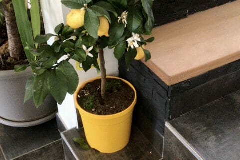 Cliquez pour zoomer ! Lemon curd Thermomix par Chan tal