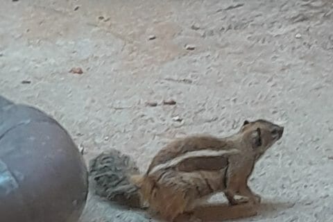 Cliquez pour zoomer ! Photo de zozofat