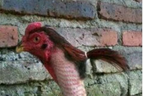 Cliquez pour zoomer ! Photo de zozofat