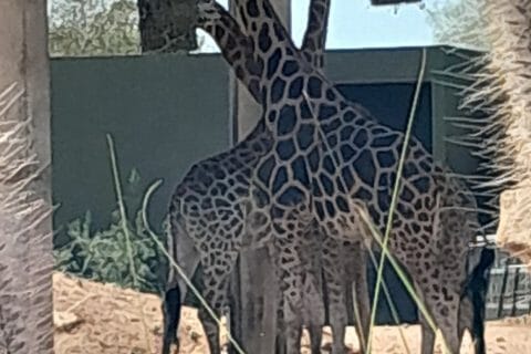 Cliquez pour zoomer ! Photo de zozofat