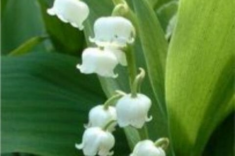 Cliquez pour zoomer ! Photo de zozofat Thermomix par zozofat