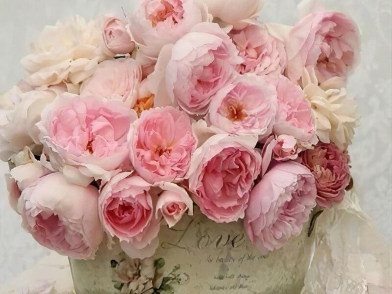 Cliquez pour zoomer ! Photo de zozofat Thermomix par zozofat