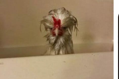 Cliquez pour zoomer ! Photo de zozofat