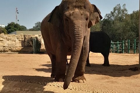 Cliquez pour zoomer ! Photo de zozofat