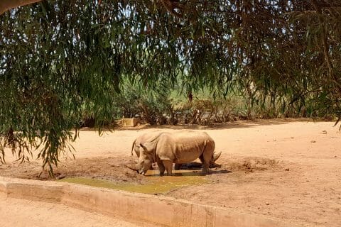 Cliquez pour zoomer ! Photo de zozofat