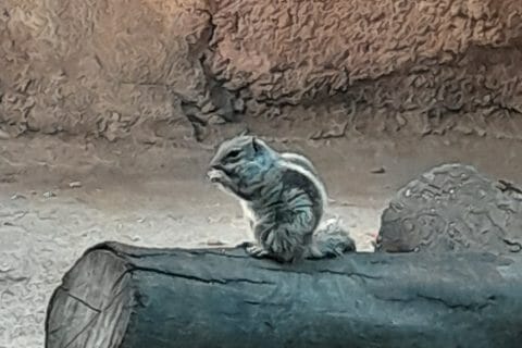 Cliquez pour zoomer ! Photo de zozofat