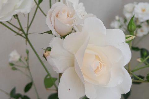 Cliquez pour zoomer ! Photo de zozofat