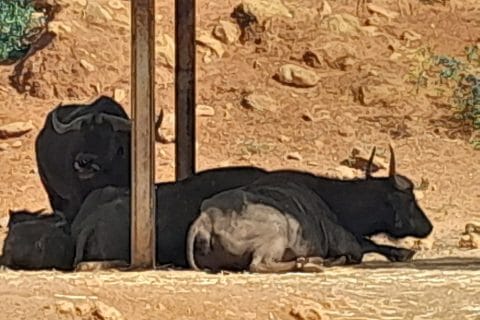 Cliquez pour zoomer ! Photo de zozofat