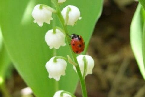 Cliquez pour zoomer ! Photo de zozofat Thermomix par zozofat