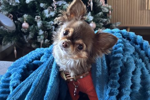 Cliquez pour zoomer ! Photo de cupcakeye