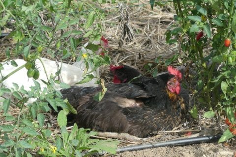 Cliquez pour zoomer ! Risotto aux fruits de mer Thermomix par nadinemarie