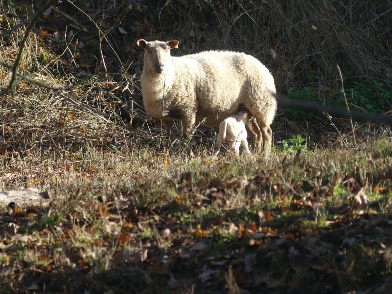 Cliquez pour zoomer ! Photo de nadinemarie Thermomix par nadinemarie
