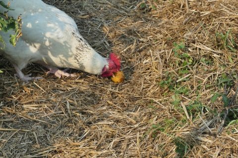 Cliquez pour zoomer ! Photo de nadinemarie Thermomix par nadinemarie