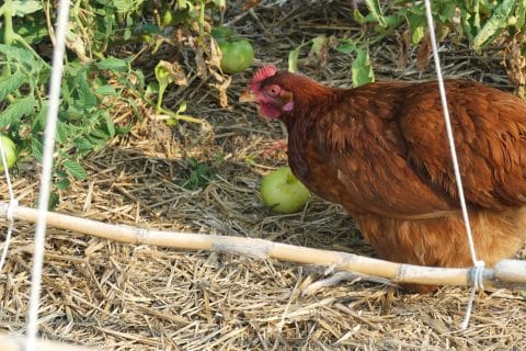 Cliquez pour zoomer ! Photo de nadinemarie Thermomix par nadinemarie