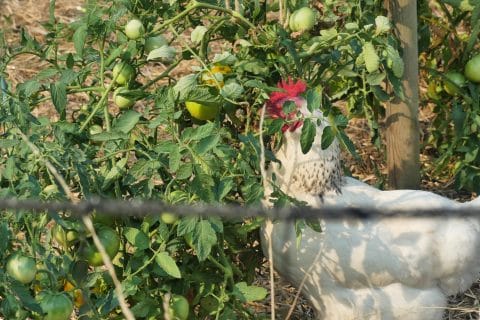 Cliquez pour zoomer ! Photo de nadinemarie Thermomix par nadinemarie