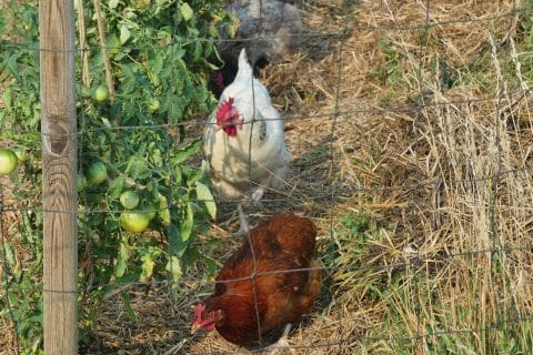 Cliquez pour zoomer ! Photo de nadinemarie Thermomix par nadinemarie