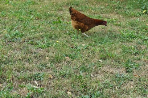 Cliquez pour zoomer ! Photo de nadinemarie Thermomix par nadinemarie