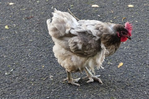 Cliquez pour zoomer ! Photo de nadinemarie Thermomix par nadinemarie