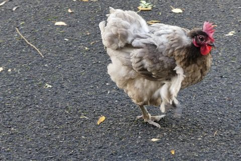 Cliquez pour zoomer ! Photo de nadinemarie Thermomix par nadinemarie