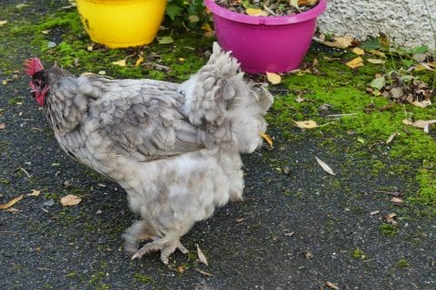 Cliquez pour zoomer ! Photo de nadinemarie Thermomix par nadinemarie