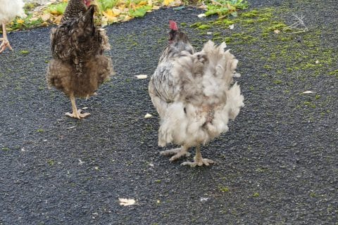 Cliquez pour zoomer ! Photo de nadinemarie Thermomix par nadinemarie