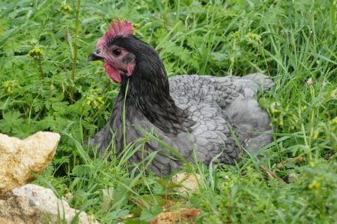 Cliquez pour zoomer ! Photo de nadinemarie Thermomix par nadinemarie